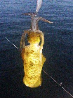 アジュール舞子～西舞子　エギングでアオリイカ＆ケンサキ　アオリは高活性！