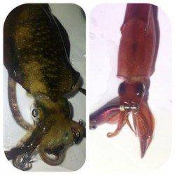 アジュール舞子～西舞子　エギングでアオリイカ＆ケンサキ　アオリは高活性！