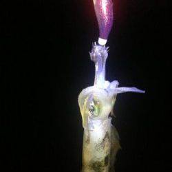 アジュール舞子　夜中のエギングでケンサキ1パイ　アオリはオールリリース