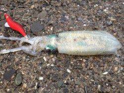 クイックな動きにスイッチが入ったのか連続ヒットで6杯ゲット！