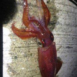 アジュール舞子　夜中のエギングでケンサキ1パイ　アオリはオールリリース