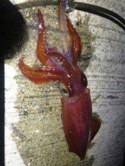 アジュール舞子　夜中のエギングでケンサキ1パイ　アオリはオールリリース