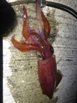 アジュール舞子　夜中のエギングでケンサキ1…