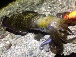 アオリの他に表層でケンサキもHIT！舞子で…