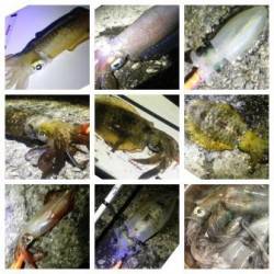 アオリの他に表層でケンサキもHIT！舞子でエギング