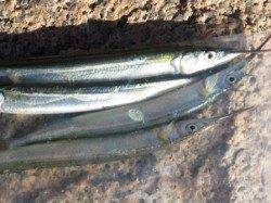 台風一過の芦屋浜！サヨリ狙い釣行★