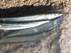 台風一過の芦屋浜！サヨリ狙い釣行★