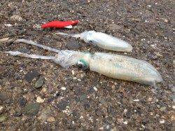 クイックな動きにスイッチが入ったのか連続ヒットで6杯ゲット！