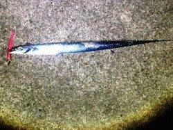 南芦屋浜でのワインド釣果