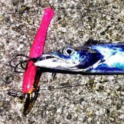 南芦屋浜でのワインド釣果