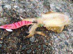 アジュール舞子～西舞子　潮の緩みを狙ってエギングでアオリイカGET