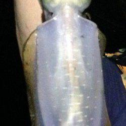 アジュール舞子～西舞子　潮の緩みを狙ってエギングでアオリイカGET