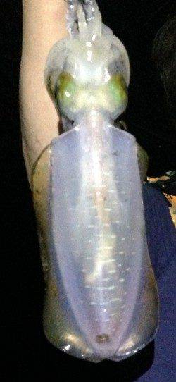 アジュール舞子～西舞子　潮の緩みを狙ってエギングでアオリイカGET