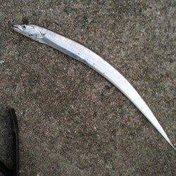 神戸東部、親子でワインド釣行、初ワインドで3匹キャッチ！