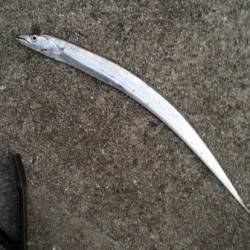 神戸東部、親子でワインド釣行、初ワインドで…