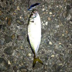 【釣りやすい季節になりました】舞洲でアジング