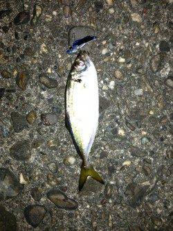 【釣りやすい季節になりました】舞洲でアジング