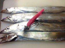 神戸東部、親子でワインド釣行、初ワインドで3匹キャッチ！