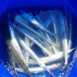 南芦屋浜でサヨリ釣り、殆ど１投１匹のペースで釣れました