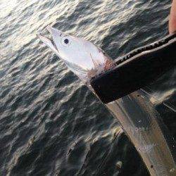 神戸港太刀魚調査　〜ワインドできました！〜