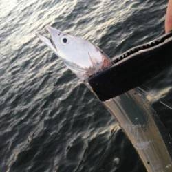 神戸港太刀魚調査　〜ワインドできました！〜…