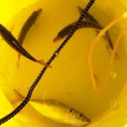 神戸港太刀魚調査　〜ワインドできました！〜