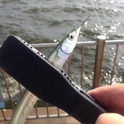 芦屋浜のサヨリ、サイズUPしています☆