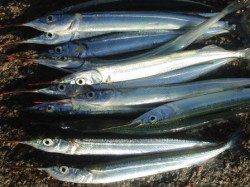 芦屋浜のサヨリ、サイズUPしています☆