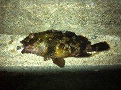 舞洲チニング〜キビレ&ガシラ〜