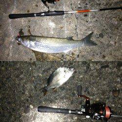 舞洲に戻りアジングするとタチウオが♪