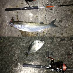 舞洲に戻りアジングするとタチウオが♪