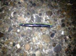 河口の下げ潮のタイミングを狙ってシーバスを狙ったのですが・・・