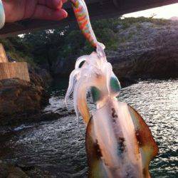 紀伊大島朝の5:30～8:30までのエギング釣果