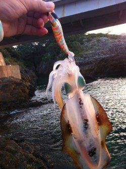 紀伊大島朝の5:30～8:30までのエギング釣果