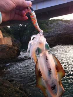 紀伊大島朝の5:30～8:30までのエギン…