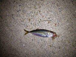 高速リトリーブで何とか・・淡輪のアジング釣果