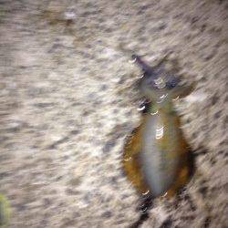 田ノ浦漁港でのエギング釣果