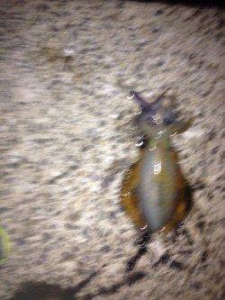 田ノ浦漁港でのエギング釣果