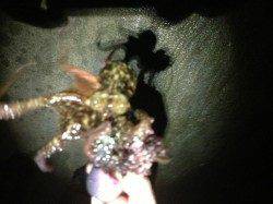 福良　下げ潮〜潮止まりまでのエギングでアオリイカ11パイ