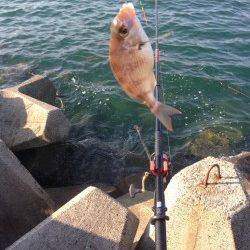 衣奈でフカセ釣り、ほぼ入れ食い状態でした　