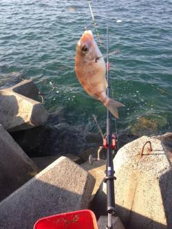 衣奈でフカセ釣り、ほぼ入れ食い状態でした　…