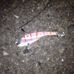 岸和田　丁寧に棚を探りながらの早巻でタチウオがヒット