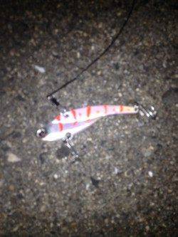 岸和田　丁寧に棚を探りながらの早巻でタチウオがヒット