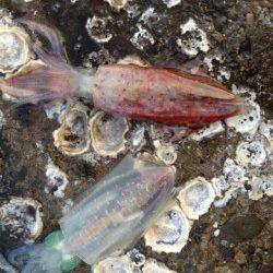 和歌山市北部でのエギング、良型アオリの釣果