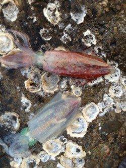 和歌山市北部でのエギング、良型アオリの釣果