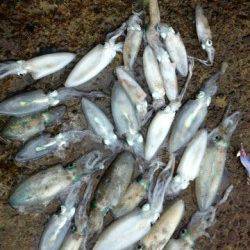 海南エリアでエギング、イカの活性が良くアオリ30杯！！