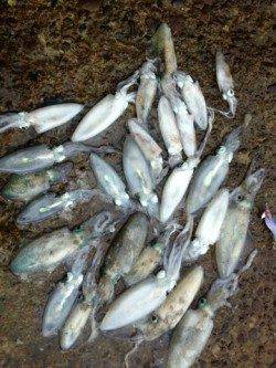 海南エリアでエギング、イカの活性が良くアオリ30杯！！