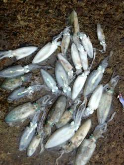 海南エリアでエギング、イカの活性が良くアオ…