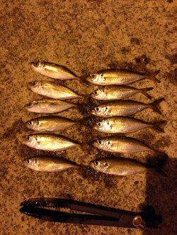 深日漁港にて台風後初のアジング調査