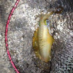 蒲入でエギングでアオリ・ショアジギングでカマスの釣果